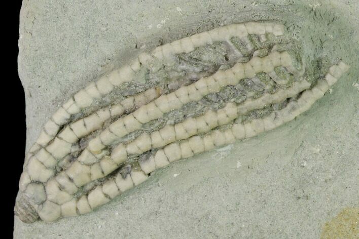 Fossil Crinoid (Histocrinus) - Crawfordsville, Indiana #150421